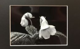 2016 ConventionPhotographyClass 71 Monochrome print