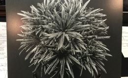 2016 ConventionPhotographyBEST IN SECTION P – PHOTOGRAPHY