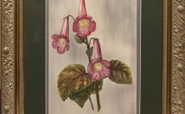 Watercolour Smithiantha hybrid