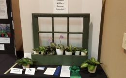 2016 ConventionCommercial Displays Class 76 Display table with a grouping of gesneriads (fewer than 10 plants)BEST IN SECTION R – COMMERCIAL