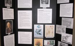 2016 ConventionEducational ExhibitsClass 77 Exhibit illustrating phases of scientific or historical research or gesneriad promotionRUNNER-UP TO BEST COMMERCIAL/EDUCATIONAL