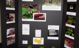 2016 ConventionEducational ExhibitsClass 78 Exhibit of plant material with educational informationBEST COMMERCIAL/EDUCATIONAL