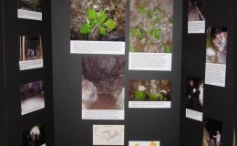 2016 ConventionEducational ExhibitsClass 79 Exhibit of photograph(s) of gesneriad plant material that because of its seasonal nature or rarity in cultivation is not often exhibited live