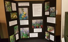 2016 ConventionEducational ExhibitsClass 80 Exhibit of photograph(s) of gesneriads growing outdoors as bedding, accent, or container plants