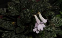 2016 ConventionCollections of GesneriadsClass 49 Plants of a single genus either species, cultivars or hybridsBEST IN SECTION J – COLLECTION OF GESNERIADSBEST PRIMULINA 2016 ConventionCollections of GesneriadsClass 49 Plants of a single genus either species, cultivars or hybridsBEST IN SECTION J – COLLECTION OF GESNERIADSBEST PRIMULINA