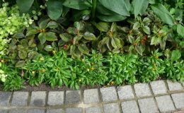 Chrysothemis as bedding plants Chrysothemis as bedding plants