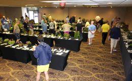 The Flower Show is open! The Flower Show is open!