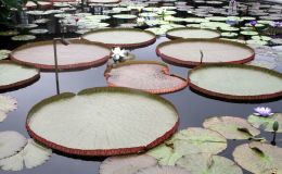 Victoria Water Lilies Victoria Water Lilies