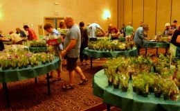 The plant sales room The plant sales room