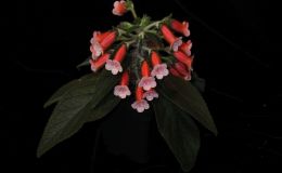 2017 ConventionNew Gesneriads  Class 44B – Hybrids in flowerSECOND BEST NEW GESNERIAD