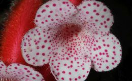 2017 ConventionNew Gesneriads  Class 44B – Hybrids in flowerSECOND BEST NEW GESNERIAD