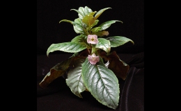 2017 ConventionNew World Gesneriads in Flower – Tuberous Class 3 Other Sinningia species with upright growth pattern