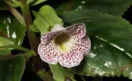 2017 ConventionNew World Gesneriads in Flower – Tuberous Class 3 Other Sinningia species with upright growth pattern