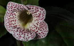 2017 ConventionNew World Gesneriads in Flower – Tuberous Class 3 Other Sinningia species with upright growth pattern