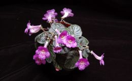 2017 ConventionNew World Gesneriads in Flower – Tuberous Class 4A Other Sinningia hybrids with rosette growth patternJUDGES AWARD OF MERIT