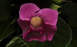 2017 ConventionNew World Gesneriads in Flower – Tuberous Class 4A Other Sinningia hybrids with rosette growth patternBEST SCENTED GESNERIADBEST DAVID HARRIS HYBRID
