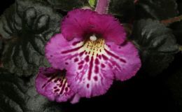2017 ConventionNew World Gesneriads in Flower – Tuberous Class 4A Other Sinningia hybrids with rosette growth patternJUDGES AWARD OF MERIT
