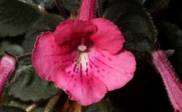 2017 ConventionNew World Gesneriads in Flower – Tuberous Class 4B Other Sinningia hybrids with rosette growth pattern
