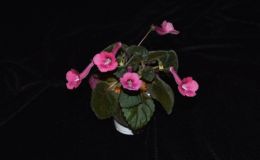 2017 ConventionNew World Gesneriads in Flower – Tuberous Class 4B Other Sinningia hybrids with rosette growth pattern