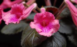 2017 ConventionNew World Gesneriads in Flower – Tuberous Class 4C Other Sinningia hybrids with rosette growth patternJUDGES AWARD OF MERIT BEST IN SECTION A – NEW WORLD TUBEROUS GESNERIAD IN FLOWER