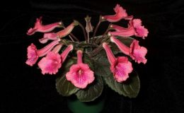 2017 ConventionNew World Gesneriads in Flower – Tuberous Class 4C Other Sinningia hybrids with rosette growth patternJUDGES AWARD OF MERIT BEST IN SECTION A – NEW WORLD TUBEROUS GESNERIAD IN FLOWER