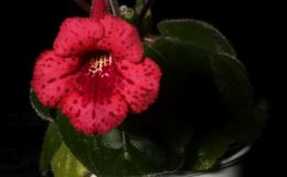 2017 ConventionNew World Gesneriads in Flower – Tuberous Class 4D Other Sinningia hybrids with rosette growth pattern