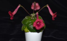 2017 ConventionNew World Gesneriads in Flower – Tuberous Class 4D Other Sinningia hybrids with rosette growth pattern
