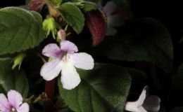 2017 ConventionNew World Gesneriads in Flower – Tuberous Class 5 Other Sinningia hybrids with upright growth patternBEST JOHN BOGGAN HYBRID