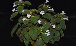 2017 ConventionNew World Gesneriads in Flower – Tuberous Class 5 Other Sinningia hybrids with upright growth patternBEST JOHN BOGGAN HYBRID