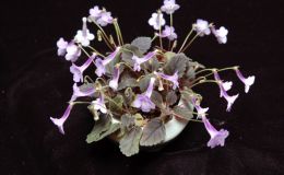 2017 ConventionNew World Gesneriads in Flower – Tuberous Class 6 Other Sinningia species or hybrids (largest leaf less than 1" long)