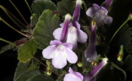 2017 ConventionNew World Gesneriads in Flower – Tuberous Class 6 Other Sinningia species or hybrids (largest leaf less than 1" long)