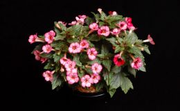 2017 ConventionNew World Gesneriads in Flower – Rhizomatous Class 8 Achimenes, ×AchimenanthaRUNNER-UP TO BEST IN HORTICULTUREBEST ACHIMENES BEST IN SECTION B – NEW WORLD RHIZOMATOUS GESNERIAD IN FLOWER