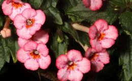 2017 ConventionNew World Gesneriads in Flower – RhizomatousClass 8 Achimenes, ×AchimenanthaRUNNER-UP TO BEST IN HORTICULTUREBEST ACHIMENES BEST IN SECTION B – NEW WORLD RHIZOMATOUS GESNERIAD IN FLOWER