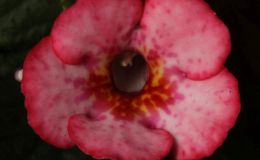 2017 ConventionNew World Gesneriads in Flower – RhizomatousClass 8 Achimenes, ×AchimenanthaRUNNER-UP TO BEST IN HORTICULTUREBEST ACHIMENES BEST IN SECTION B – NEW WORLD RHIZOMATOUS GESNERIAD IN FLOWER
