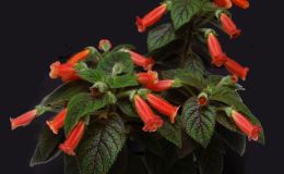2017 ConventionNew World Gesneriads in Flower – RhizomatousClass 9 Kohleria