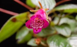2017 ConventionNew World Gesneriads in Flower – RhizomatousClass 10 Seemannia, ×Gloximannia