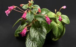 2017 ConventionNew World Gesneriads in Flower – RhizomatousClass 10 Seemannia, ×Gloximannia
