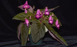 2017 ConventionNew World Gesneriads in Flower – RhizomatousClass 11 Smithiantha, ×Smithicodonia