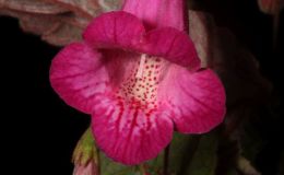 2017 ConventionNew World Gesneriads in Flower – RhizomatousClass 11 Smithiantha, ×Smithicodonia