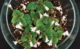 Diastema latiflorum  - (Nancy Kast)