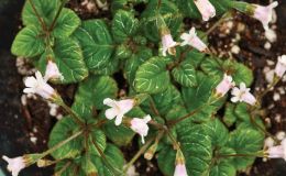 Diastema latiflorum  - (Nancy Kast)