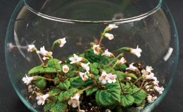 Diastema latiflorum  - (Nancy Kast)