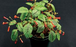 Diastema sp. 'Red Falls' - (Dale Martens)
