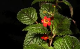 2017 ConventionNew World Gesneriads in Flower – RhizomatousClass 12 Other rhizomatous gesneriads less than 5" in all dimensions (excluding container)BEST DIASTEMA