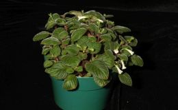 2017 ConventionNew World Gesneriads in Flower – RhizomatousClass 13 Other rhizomatous gesneriads