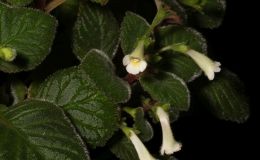 2017 ConventionNew World Gesneriads in Flower – RhizomatousClass 13 Other rhizomatous gesneriads