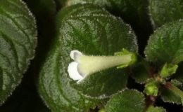 2017 ConventionNew World Gesneriads in Flower – RhizomatousClass 13 Other rhizomatous gesneriads