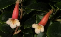 2017 ConventionNew World Gesneriads in Flower – Fibrous-RootedClass 14 Codonanthe, Codonanthopsis, ×Codonatanthus