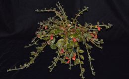 2017 ConventionNew World Gesneriads in Flower – Fibrous-RootedClass 19 Other fibrous-rooted gesneriadsBEST IN SECTION C – NEW WORLD FIBROUS-ROOTED GESNERIAD IN FLOWER