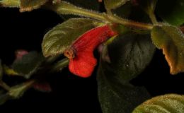 2017 ConventionNew World Gesneriads in Flower – Fibrous-RootedClass 19 Other fibrous-rooted gesneriadsBEST IN SECTION C – NEW WORLD FIBROUS-ROOTED GESNERIAD IN FLOWER